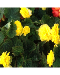 Begonia Tubereux Swing Yellow
