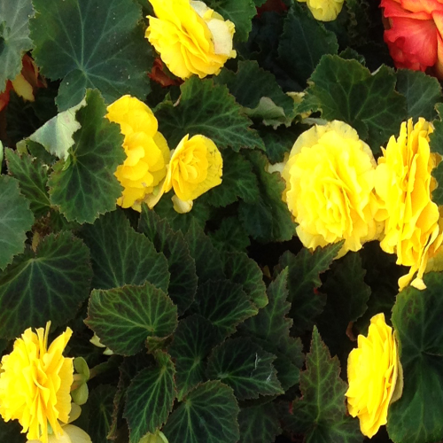 Begonia Tubereux Swing Yellow