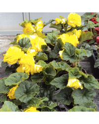 Begonia Tubereux Swing Yellow