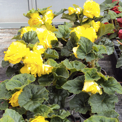 Begonia Tubereux Swing Yellow