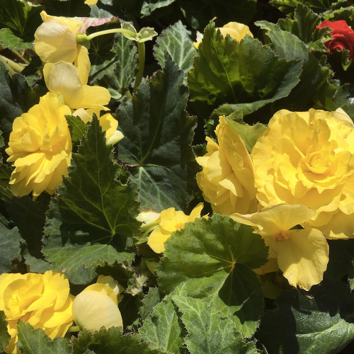 Begonia Tubereux Swing Yellow