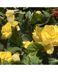 Begonia Tubereux Swing Yellow