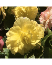 Begonia Tubereux Swing Yellow