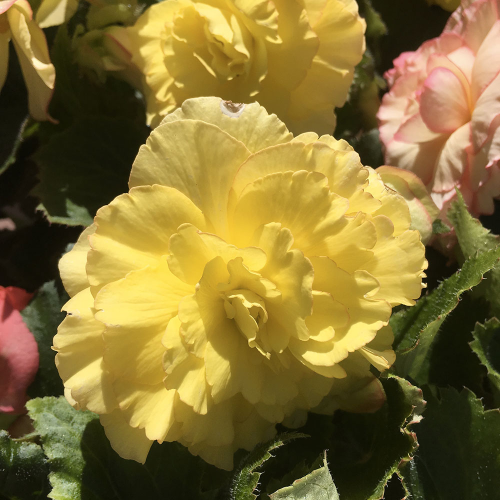 Begonia Tubereux Swing Yellow