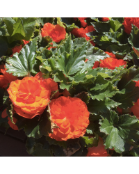 Begonia Tubereux Swing Orange