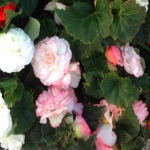 Begonia Tubereux Cameleon Cream Rose