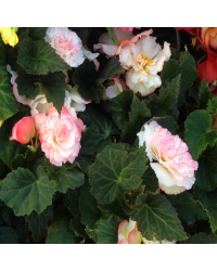 Begonia Tubereux Cameleon Cream Rose