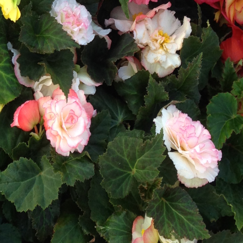 Begonia Tubereux Cameleon Cream Rose