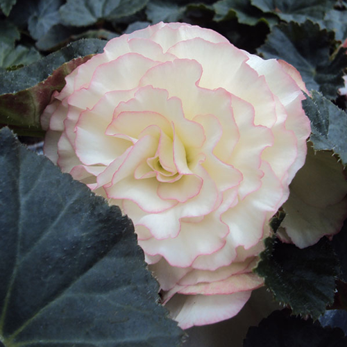 Begonia Tubereux Cameleon Cream Rose