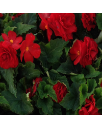 Begonia Tubereux Nonstop rouge