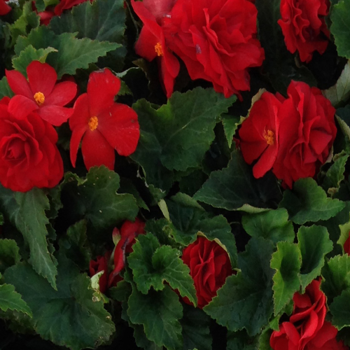 Begonia Tubereux Nonstop rouge