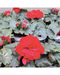 Begonia Tubereux Nonstop rouge