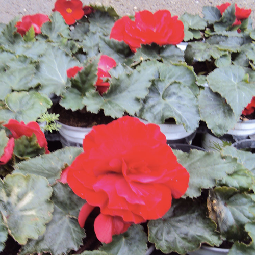 Begonia Tubereux Nonstop rouge