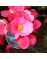 Begonia Big Rose Bronze Leaf