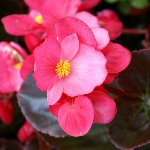 Begonia Big Rose Bronze Leaf