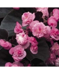 Begonia Doublet Pink Bronze Leaf