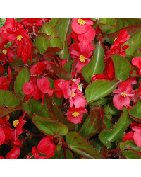Begonia Big Red Green Leaf