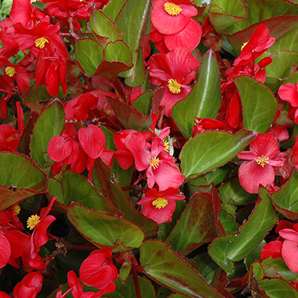 Begonia Big Red Green Leaf