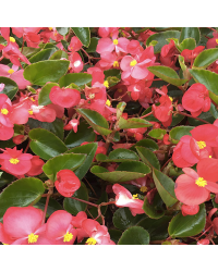 Begonia Dragon Wing Hybrida Dragon Wing Red