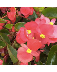 Begonia Dragon Wing Hybrida Dragon Wing Red
