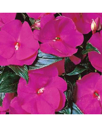 Impatiens De Nouvelle Guinee Sonic Deep Purple