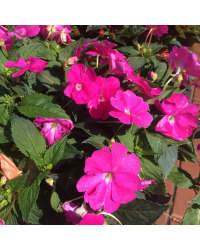 Impatiens De Nouvelle Guinee Sonic Deep Purple