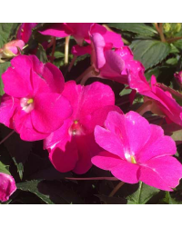 Impatiens De Nouvelle Guinee Sonic Deep Purple