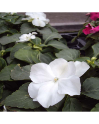 Impatiens walleriana Imara White