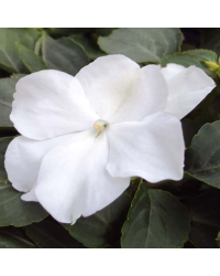 Impatiens walleriana Imara White