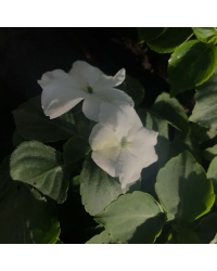 Impatiens walleriana Imara White