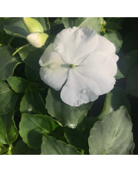Impatiens walleriana Imara White