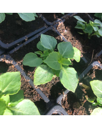 Impatiens walleriana Imara White