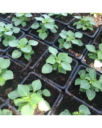 Impatiens walleriana Imara White