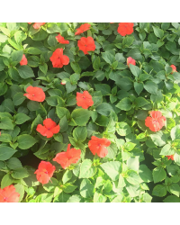 Impatiens walleriana Imara Orange