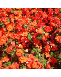 Impatiens walleriana Imara Orange