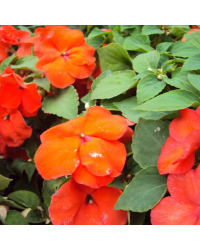 Impatiens walleriana Imara Orange