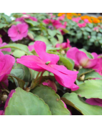 Impatiens walleriana Imara Violet