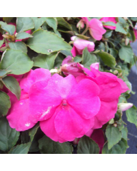 Impatiens walleriana Imara Violet
