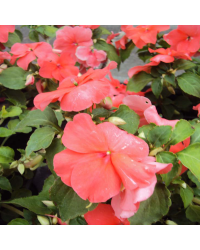Impatiens Xtreme Salmon Imp