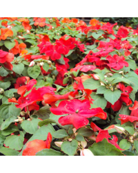 Impatiens walleriana Imara Red