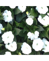Impatiens De Nouvelle Guinee Sonic White
