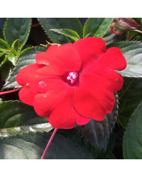 Impatiens De Nouvelle Guinee Sonic Scarlet