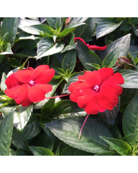 Impatiens De Nouvelle Guinee Sonic Scarlet