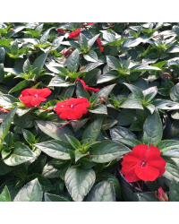 Impatiens De Nouvelle Guinee Sonic Scarlet