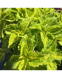 Coleus River Walk