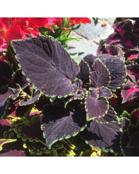 Coleus Broad Street
