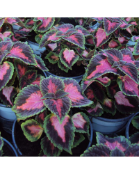Coleus Fifth Avenue