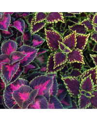 Coleus Fifth Avenue
