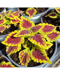Coleus Oxford Street