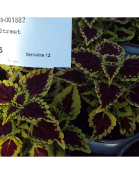 Coleus Oxford Street